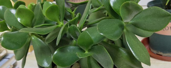 Yushu dễ bị lá vàng vào mùa đông? Thành thạo các phương pháp bảo trì chính xác