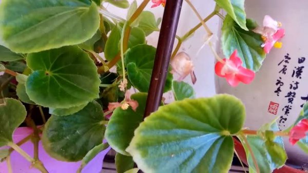 Hoa Begonia có cần được tưới nước mỗi ngày không? Hoa Begonia có cần được tưới nước mỗi ngày không?