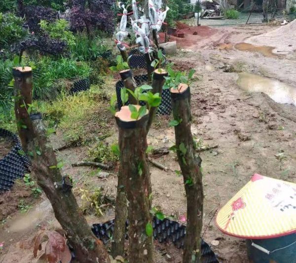 Những cây nào có thể được ghép với cây dầu trà? Giải thích chi tiết về các loài ghép và phương pháp ghép của cây dầu trà