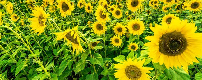 Sunflower có độc không? Tiết lộ sự thật về độc tính hướng dương