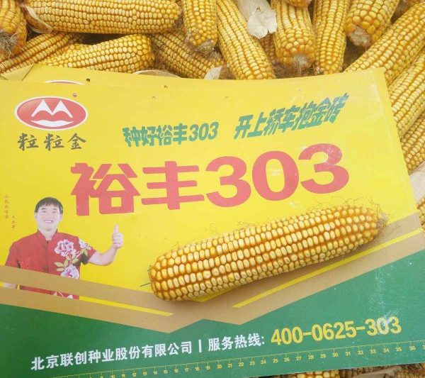 Giới thiệu về các giống ngô Yufeng 303 Giới thiệu về các giống ngô Yufeng 303