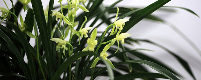 Có bao nhiêu giống hoa lan thông thường? Cách duy trì các giống hoa lan phổ biến