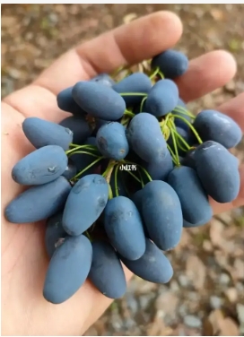 Các bước để xử lý trái cây Osmanthus sau khi chọn chúng là gì? Tôi có thể ăn nó trực tiếp không?