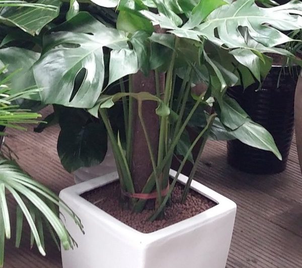 Những loại monstera nào tốt hơn? Monstera đẹp nào đẹp hơn?