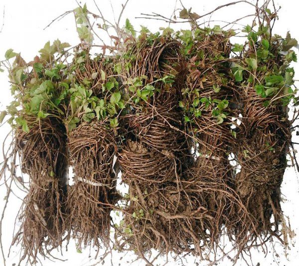 Ivy có thể bị cắt không? Ivy có thể bị cắt không?