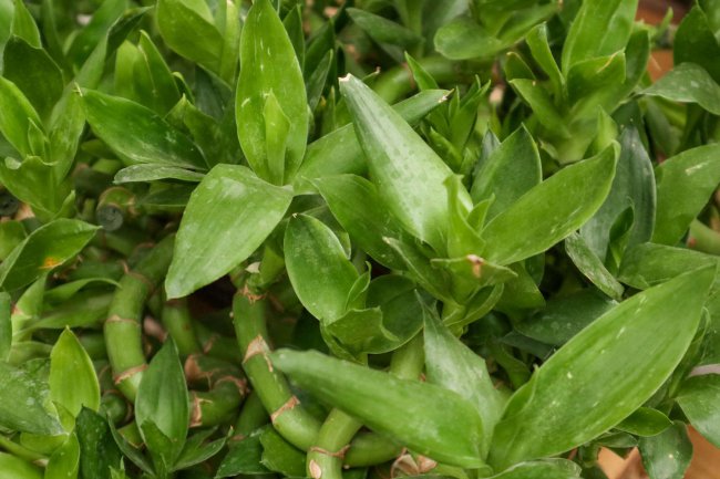 Mẹo bảo trì cho 4 loại lá màu vàng để ngăn chặn và điều trị những điều tốt đẹp (2)