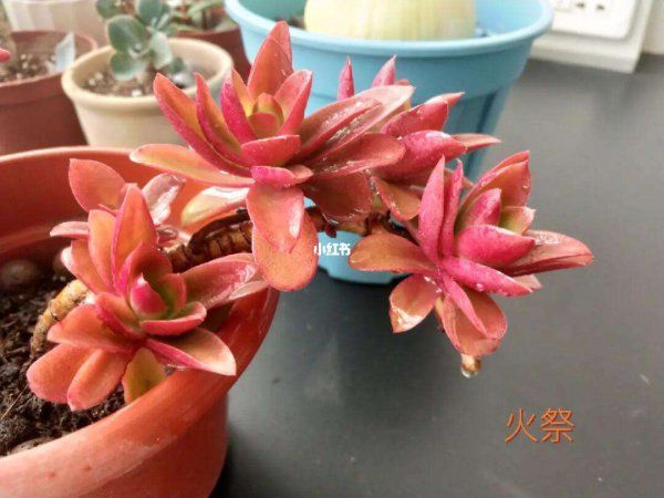 Phải làm gì nếu mọng nước bị mốc khi hy sinh lửa nóng? Những gì nên được thực hiện nếu mọng nước bị mốc?