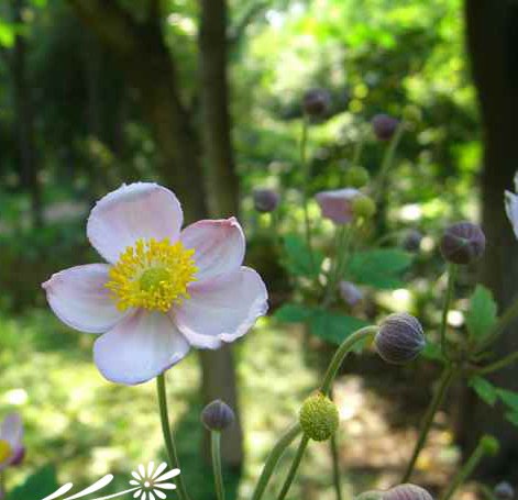 Giới thiệu về hoa sugen và cỏ lửa. Hình ảnh của đám cháy lớn.
