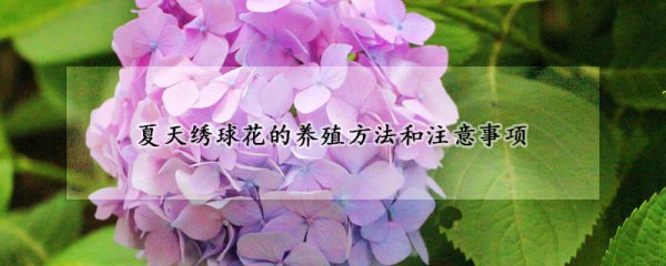 Cách trồng hoa cẩm tú cầu vào mùa hè làm thế nào để trồng hoa cẩm tú cầu vào mùa hè