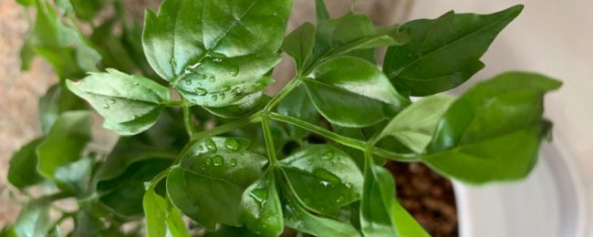 Làm thế nào để chọn kích thước của một cây chậu cây hạnh phúc? Nó sẽ nở bao nhiêu năm?