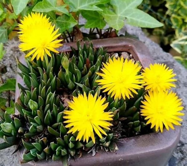 Khi nào những bông hoa màu vàng sẽ nở? Giới thiệu về thời gian ra hoa và ý nghĩa của ngôn ngữ hoa