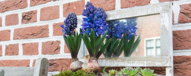 Làm thế nào để nuôi cây lục bình trong chậu? Hướng dẫn đầy đủ để duy trì lục bình