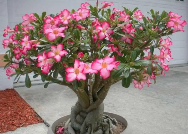 Những cây nào dễ nuôi dưỡng và trông đẹp? Những cây được đề xuất là tốt nhất để nuôi ở nhà