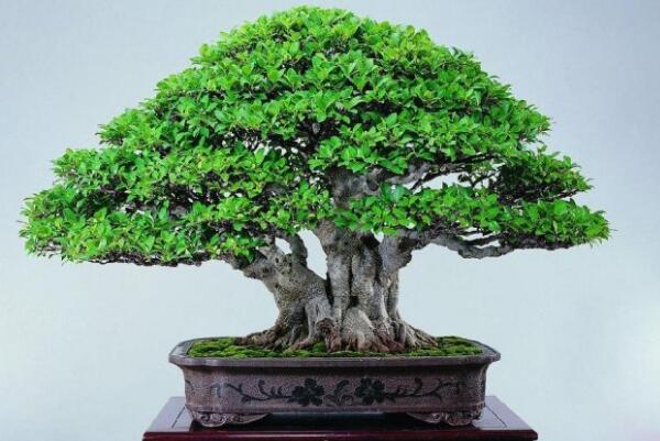 Những điều cấm kỵ trong phong thủy cho cây bonsai là gì? Những điều cấm kỵ cho cây banyan trong phòng khách là gì?