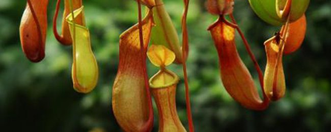 Nepenthes là gì? Đặc điểm hình thái và hình ảnh đa dạng của Nepenthes