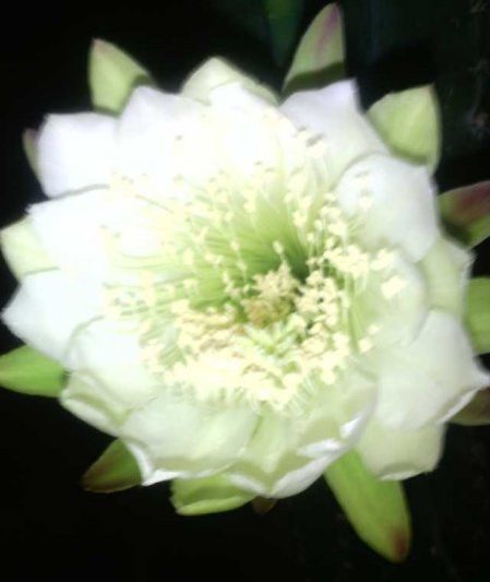 Ý nghĩa tượng trưng của xương rồng là gì? Một cuộc thảo luận ngắn gọn về ngôn ngữ hoa và ý nghĩa của cây xương rồng