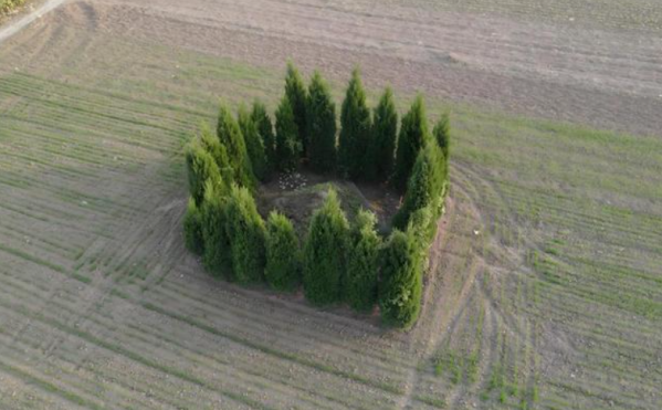 Có bao nhiêu cây bách phù hợp để trồng trong nghĩa trang? Các yêu cầu phong thủy là gì?