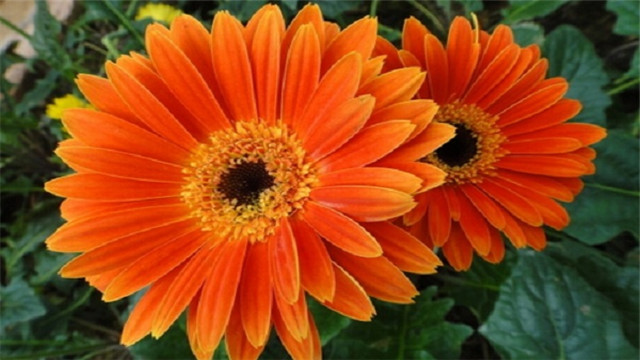 Hướng dẫn giao hoa ngày lao động, lựa chọn hoa và mẹo phù hợp với ngôn ngữ hoa