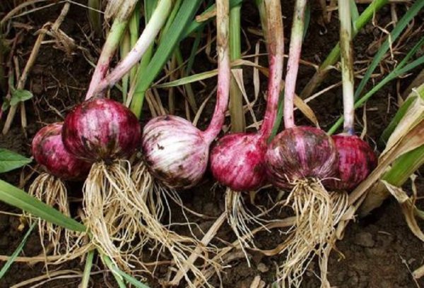 Những giống tỏi nào là tốt nhất và năng suất cao? Những giống tỏi nào có năng suất cao và sản xuất chất lượng cao?