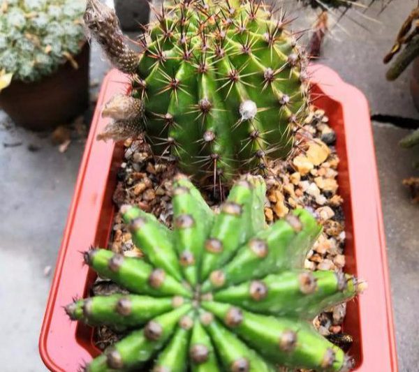 Tốc độ tăng trưởng của xương rồng là nhanh và chậm. Tốc độ tăng trưởng của xương rồng là nhanh và chậm.