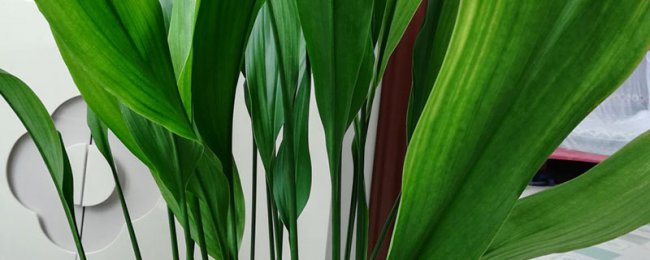 Yi Yelan có phù hợp cho phòng ngủ không? Phân tích đầy đủ về vị trí của phòng ngủ Yi Yelan