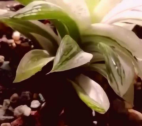 Phải làm gì nếu kho báu Jade Dew phát triển? Phải làm gì nếu kho báu Jade Dew phát triển quá lâu