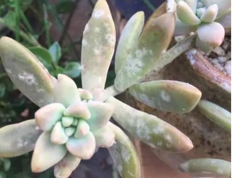 Tôi nên làm gì nếu lá mọng nước của tôi phát triển khuôn trắng? Làm thế nào để khắc phục nó?