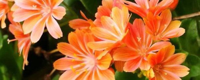 Làm thế nào để sống sót qua mùa đông của hoa Luwei? Hướng dẫn đầy đủ để duy trì hoa Luwei vào mùa đông