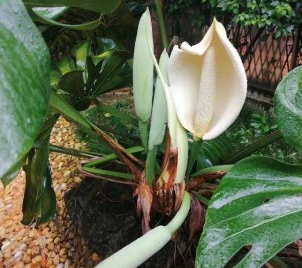 Một bức tranh hoàn chỉnh của Monstera nở rộ. Cảnh đẹp của Monstera nở rộ.