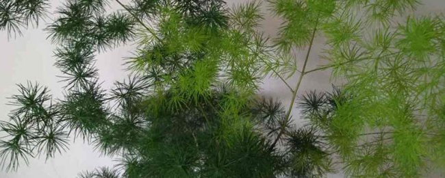 Hướng dẫn bảo trì trong nhà Penglai Pine Phân tích vị trí phong thủy thông Penglai
