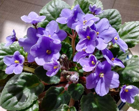 Violet châu Phi nở hoa bao nhiêu lần trong một năm, Violet châu Phi nở hoa bao nhiêu lần trong một năm?