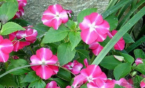 Giải thích về những bông hoa bất tử là những bông hoa bất tử trông như thế nào