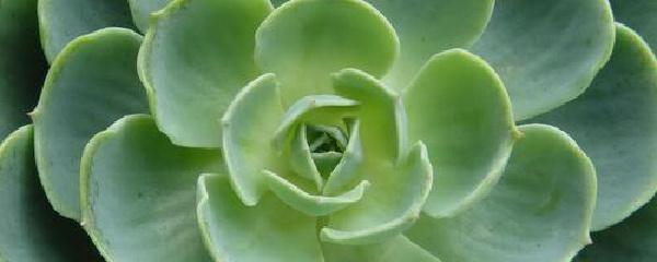 Lotus Guanyin có thể được sinh sản với việc chèn lá không? Làm thế nào và thời gian để cắt Guanyin Lotus