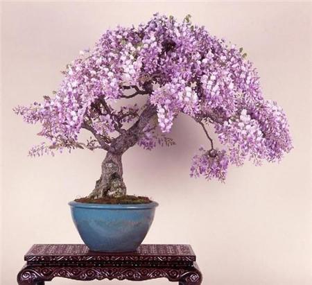 Làm thế nào để nuôi lilac bonsai? Cách nuôi hoa Lilac trong nhà