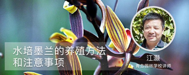 Molan Hydroponics Tổng số root Rot? Master 5 điểm chính của bảo trì