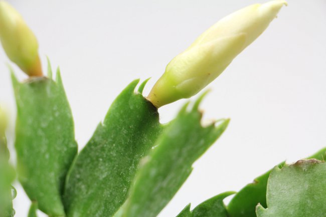 Mẹo chăm sóc hoa lan cua cua để đi tiểu cua vuốt hoa lan (2)