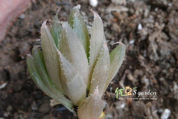 Phương pháp nâng cao Lotus Kính Tam giác là “Phương pháp nâng Tam giác Lotus Lotus là”