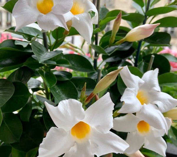 Cùng một cây nho nở hoa bao nhiêu lần trong một năm? Cùng một cây nho nở hoa bao nhiêu lần trong một năm?

Tần suất của những cây nho tương tự nở hoa