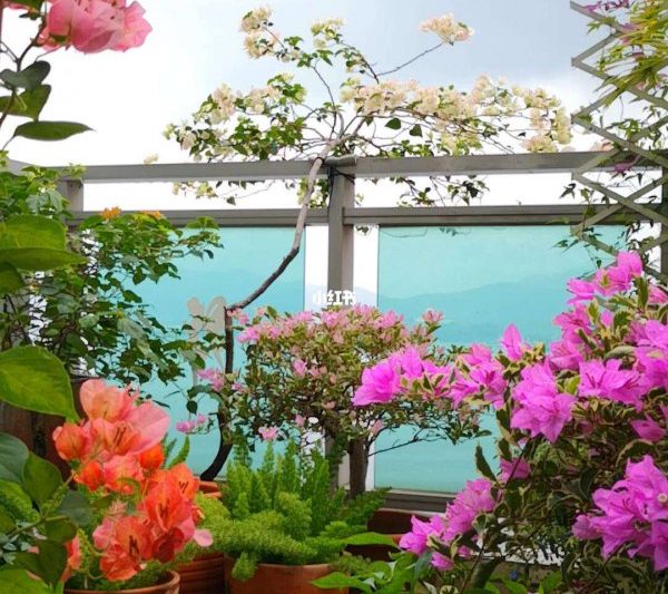 BougainVillea có thể nắng không? BougainVillea có cần phải tiếp xúc với mặt trời không?