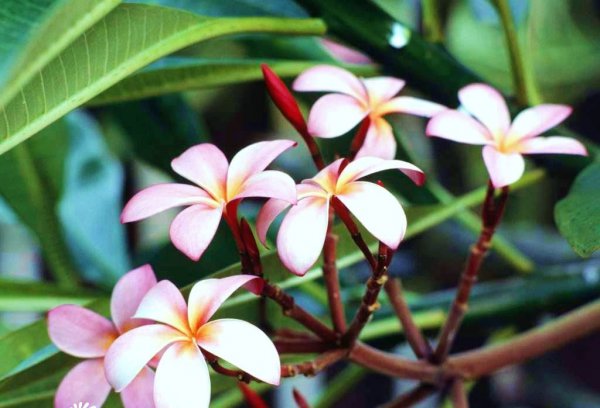 Giới thiệu về các hình ảnh và văn bản của Frangipani của gia đình Oleaceae “Tất cả kiến thức về hình ảnh và văn bản của Frangipani của gia đình Oleaceae”