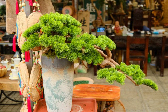 Các giống cây cảnh là gì? Hướng dẫn chọn cây cảnh (2)