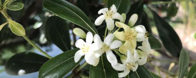 Phương pháp canh tác pitthorn kỹ thuật và phòng ngừa Pitthorn