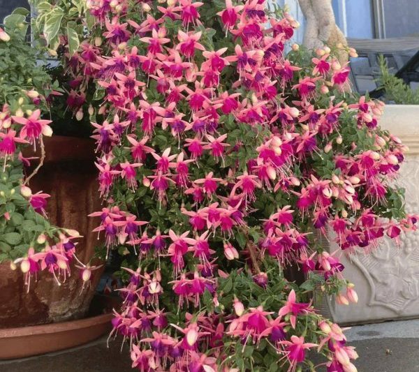 Phong thủy Shuis và các chức năng của hoa fuchsia. Phong thủy Shuis và các chức năng của hoa fuchsia.