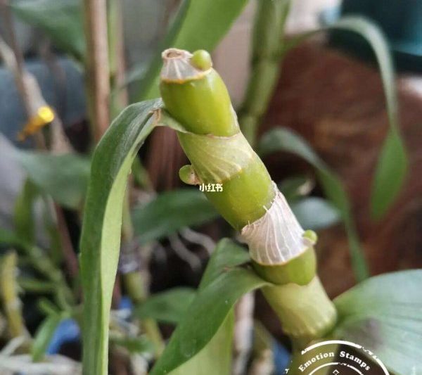 Có gì sai với Dendrobium không nở? Giới thiệu về lý do tại sao Dendrobium không nở