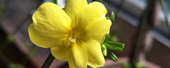 Tại sao Forsythia độc quyền chiếm đóng đầu mùa xuân? Năm đặc điểm của Messenger Golden là quan điểm đầy đủ