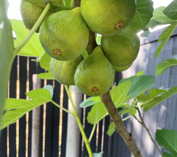 Quả sung có thể được trồng ở ngưỡng cửa của bạn không? Quả sung có phù hợp để phát triển ở ngưỡng cửa của bạn không?