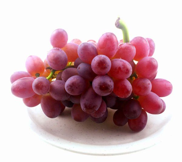 Coryce ngâm có phải là trái cây nhiệt đới không? Coryce ngâm có phải là trái cây nhiệt đới không?