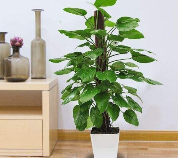 Phong thủy, các chức năng và vị trí của các thành ngữ xanh