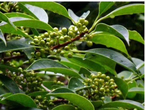 Tại sao không để cây Holly được trồng ở cửa? Các tuyên bố trong Phong thủy là gì?
