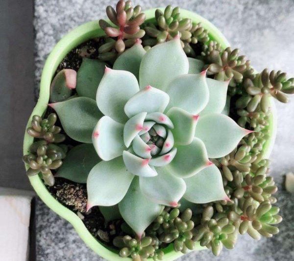Cây giống mọng nước có phù hợp cho ánh nắng mặt trời không? Cây giống mọng nước có thể đắm mình dưới ánh mặt trời không? Đúng